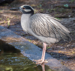 Nature Photography