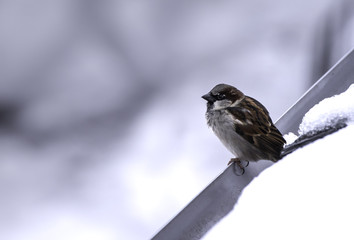 Sparrow in Winter Snow