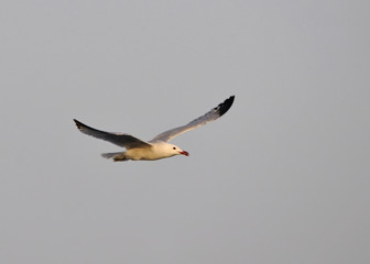 Audouin's Gull (Larus audouinii)