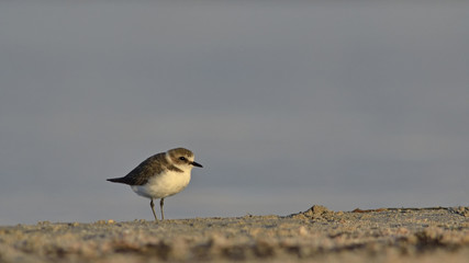 Kentish Plover (Charadrius alexandrinus)