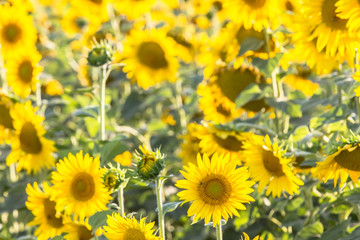 Beautiful Sunflowers, closeup