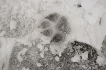 Canidae left a trace. Winter hunting. Traces of the predator in the snow.