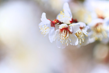 Japanese Apricot (Plum Blossom) in Minabe Town Wakayama Prefecture. The flowers just started blooming with buds, under a light and soft pink color background, is one of early Spring features in Japan.