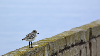 Grey Plover (Pluvialis squatarola)
