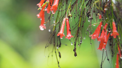 Beautiful red flower bud covered in rain drops close up. Water drop on red petals, macro. Tropical flower in the rain.