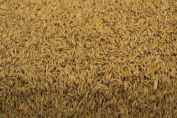rice seed