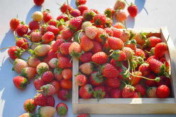 fresh strawberry fruit background