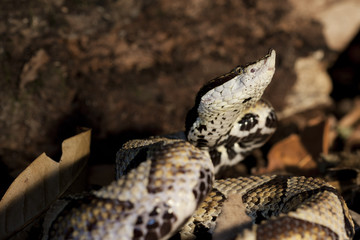 Deinagkistrodon Acutus