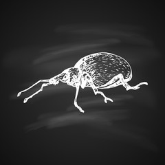Heteroptera Icon