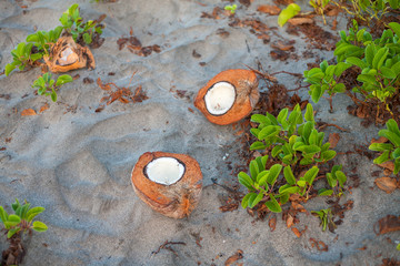 Coconut