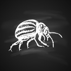 Colorado potato beetle Icon