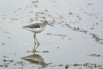 Common Greenshank (Tringa nebularia)