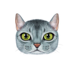 Fototapeta premium Illustration portrait of Abyssinian cat.