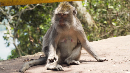 Monkey macaque in the rain forest. Monkeys in the natural environment. Bali, Indonesia. Long-tailed...