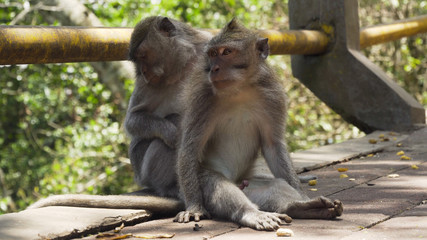 Monkey macaque in the rain forest. Monkeys in the natural environment. Bali, Indonesia. Long-tailed macaques, Macaca fascicularis