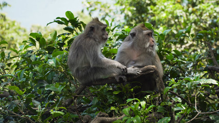 Monkey macaque in the rain forest. Monkeys in the natural environment. Bali, Indonesia. Long-tailed macaques, Macaca fascicularis