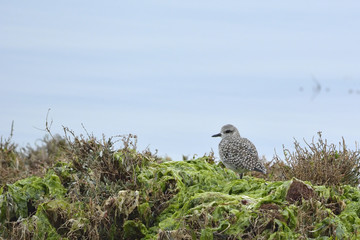 Grey Plover (Pluvialis squatarola)
