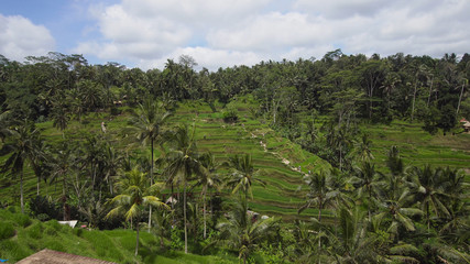 Fototapeta na wymiar Rice Terrace field, Ubud, Bali, Indonesia.rice plantation,terrace agricultural land of farmers