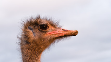 ostrich head close up