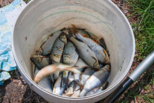 A receptacle with freshly caught lake fish.