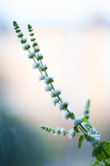 Mint flowers on a windowsill
