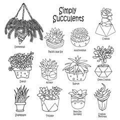 Vector cartoon doodle illustration. Collection succulents. Small garden, house plants. Background, wallpaper, template, backdrop. Set of icons