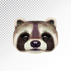 Vector Illustrated face of Raccoon.