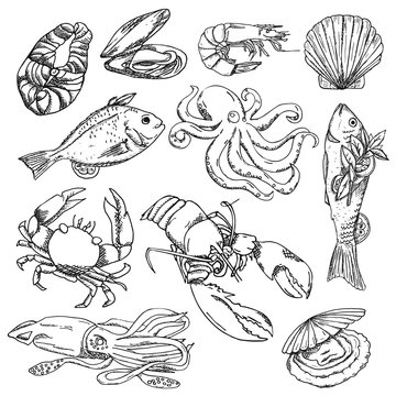 Vector illustration background, wallpaper, backdrop. Vintage hand drawn sketch. Collection of seafood