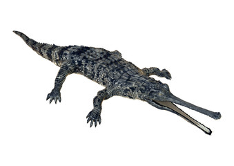 3D Rendering Gharial on White