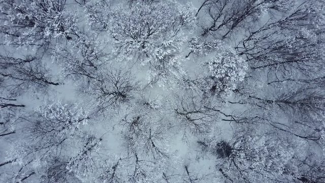 Aerial view of forest under a snow. Winter woods captured from above with a drone. Dark moody atmosphere.