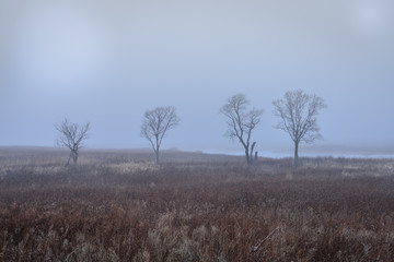 Trees and Fog