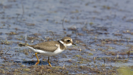 Common Ringed Plover (Charadrius hiaticula)