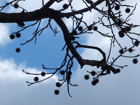 Sycamore Seed Pods in Silhouette