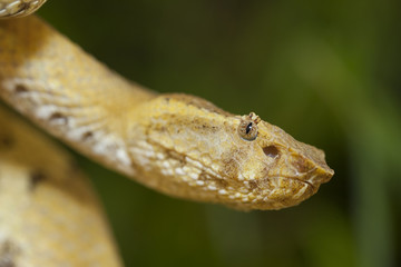 Trimeresurus