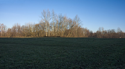 Panoramic view of a meadow in winter.