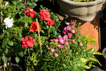 Closeup red rose flowers on tree, Sweet love concepts, Romance concepts, Macro images