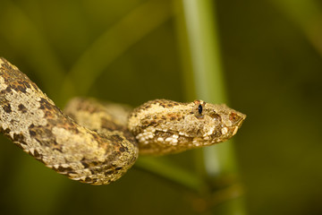 Trimeresurus