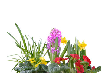hyacinth, primrose and  daffodils blooming on white background 