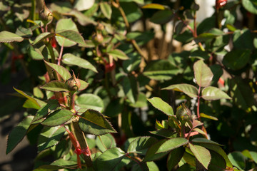 Rose flowers on tree, Sweet love concepts, Romance concepts, Macro images