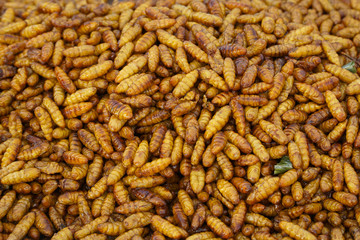 Thailand street food  insects fried  delicious appetizer, Pupa of silkworm fried.