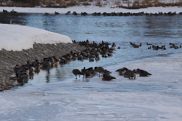 Canadian Geese on ice near open water © royalkangas