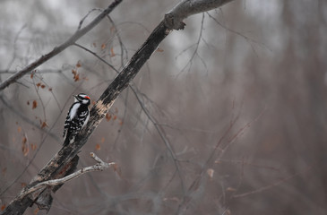 Downy Woodpecker sitting in a tree