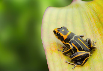 poison dart frog, Ranitomeya fantastica striped morph. A small Dendrobates from the Amazon rain forest in Peru. This animal is an endangered species and needs nature conservation. .