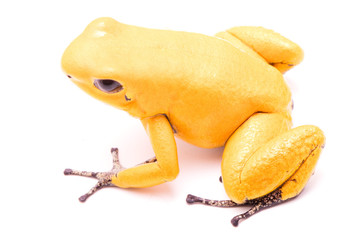poison dart frog, Phyllobates terribilis yellow. Most poisonous animal from the Amazon rain forest in Colombia, a dangerous amphibian with warning colors. Isolated on white..