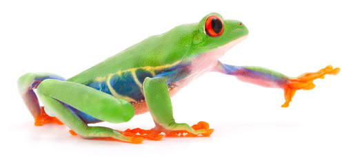 Fototapeta premium Red eyed tree frog Agalychnis callydrias przeszukiwania lub sięgania po coś na białym tle na białym tle.