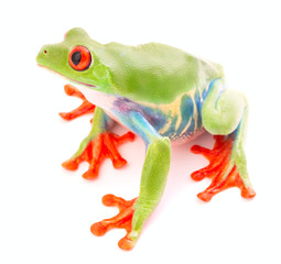 Red eyed tree frog an animal with vibrant eyes. Agalychnis callydrias lives in the rain forest of Costa Rica and Panama. Amphibian isolated on white background. .