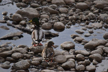 Mallard Ducks on Rocks and in Water