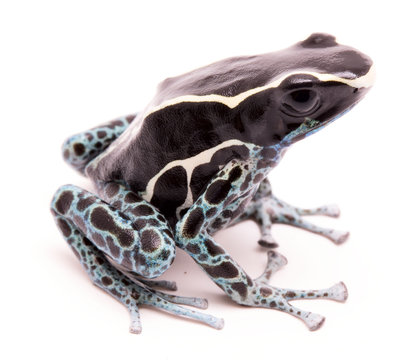 Male poison dart frog, Dendrobates tinctorius powder blue. A beautiful small exotic aniaml from the Amazon jungle in Suriname. Isolated on a white backgorund.
