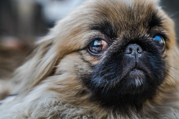Face of Pekingese or lion dog