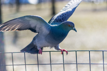 pigeon mid flight